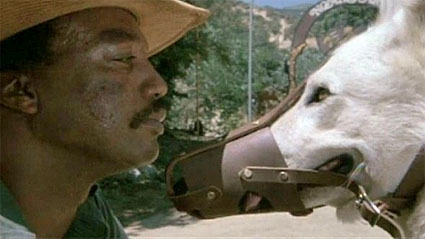 white_dog_battle-of-wills